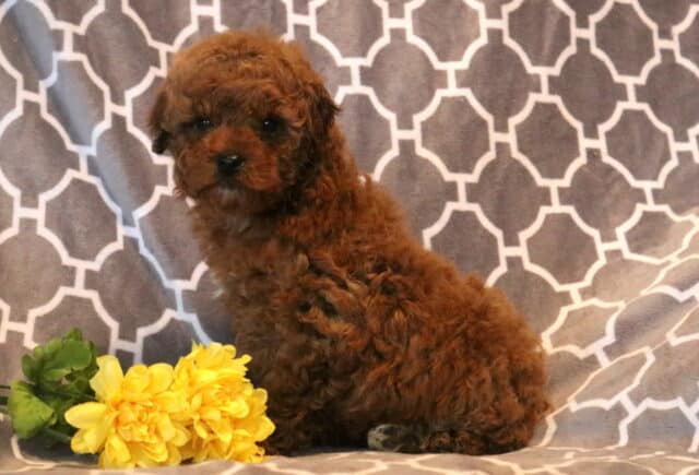Rolo Mini Poodle2 image