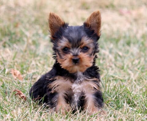 Romy Yorkie