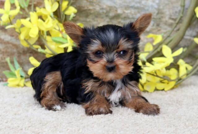 Romy Yorkie2 image