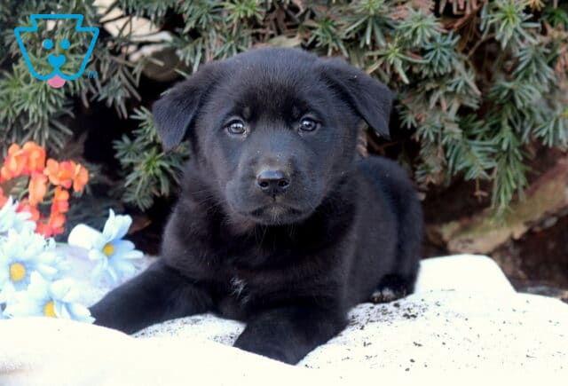 Rosco Lab Mix2 image