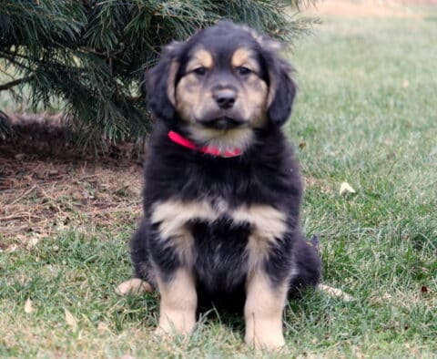 Rose Border Collie Mix