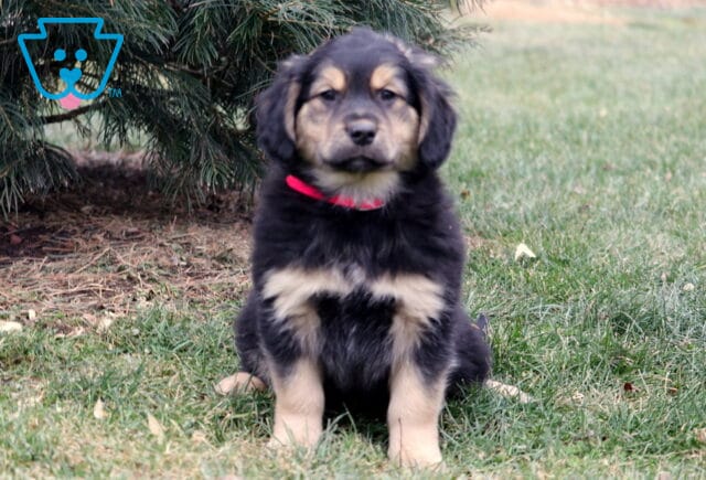 Fluffy black-and-tan Border Collie mix puppy sitting on green grass outdoors, wearing a red collar, with soft floppy ears and tan markings on the face, chest, and legs, posed in front of an evergreen tree with a natural yard background. image
