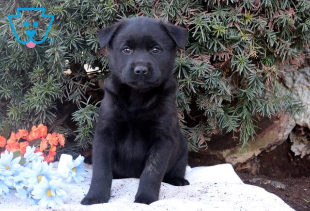 Black Lab mix puppy sitting on a white blanket in front of evergreen branches, with blue and orange flowers beside the puppy, looking directly at the camera. image