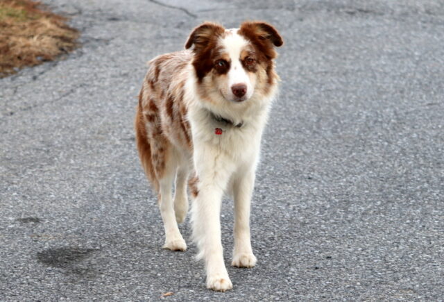 Rosie Mini Aust Shepherd Kephas Beal image