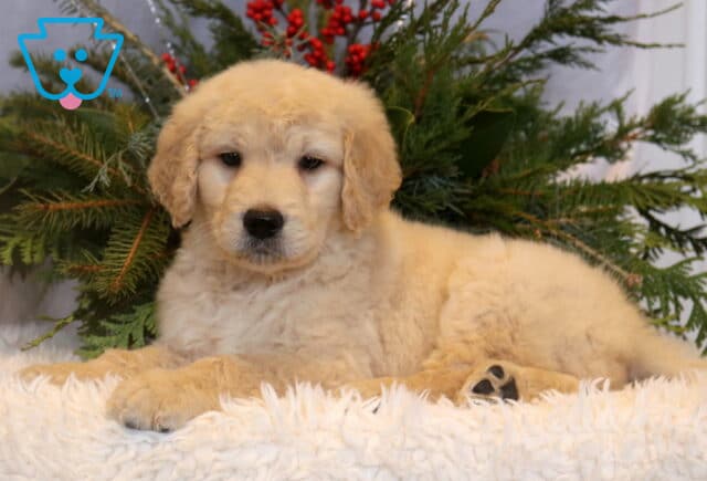 Cream-colored Goldendoodle puppy with a fluffy, curly coat lying on a soft white blanket, posed in front of evergreen greenery with red berries, looking forward with dark eyes and a sweet, relaxed expression. image