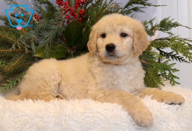 Cream-colored Goldendoodle puppy with a soft, curly coat resting on a plush white blanket, posed in front of evergreen greenery with red berries, looking slightly to the side with dark eyes and a calm, sweet expression. image