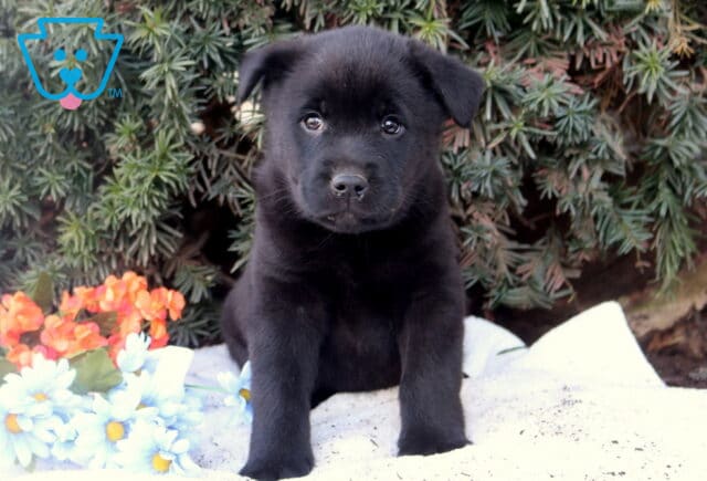 Black Lab mix puppy standing on a white blanket outdoors with greenery and flowers, looking alert and sweet. image