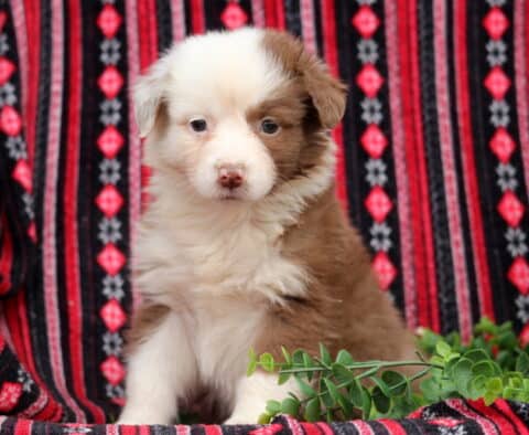 Red and white Australian Shepherd puppy with fluffy coat and soft markings sitting on a patterned red and black blanket with greenery