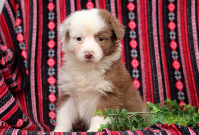 Red and white Australian Shepherd puppy with fluffy coat and soft markings sitting on a patterned red and black blanket with greenery image