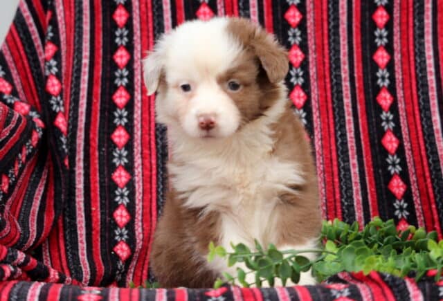 Brown and white Australian Shepherd puppy with fluffy coat and soft facial markings sitting on a red and black patterned blanket with green foliage image