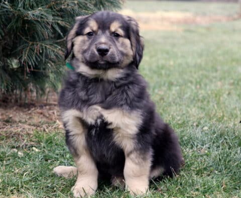 Roy Border Collie Mix