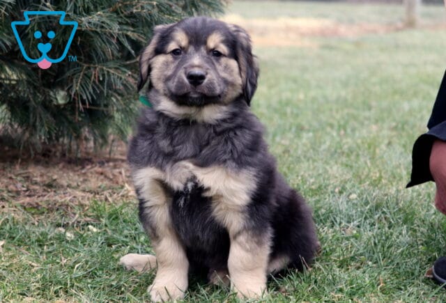Fluffy black, gray, and tan Border Collie mix puppy sitting on green grass outdoors, with soft tan eyebrows, light-colored paws, and a thick coat, photographed near an evergreen tree with a person crouching nearby. image