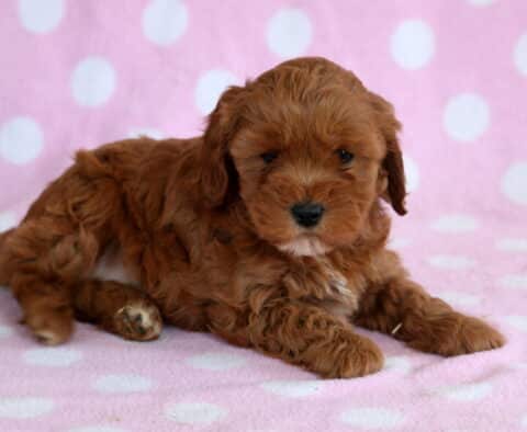 Red Cavapoo puppy resting on a pink polka dot blanket with fluffy curly coat, floppy ears, and a sweet relaxed expression