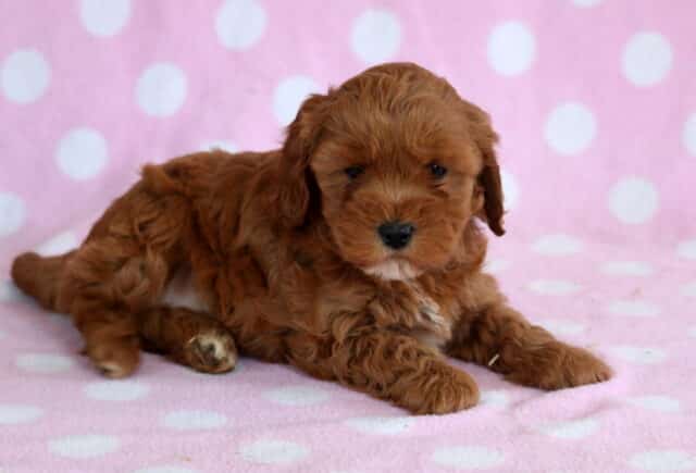 Red Cavapoo puppy resting on a pink polka dot blanket with fluffy curly coat, floppy ears, and a sweet relaxed expression image