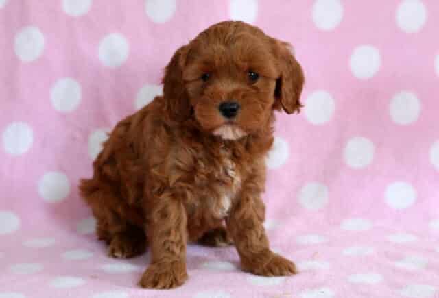 Red Cavapoo puppy sitting on a pink polka dot blanket with soft wavy fur, floppy ears, and an alert curious expression image