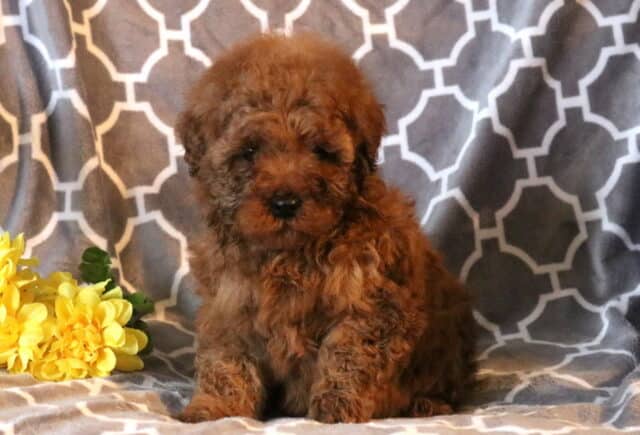 Ruby Mini Poodle image