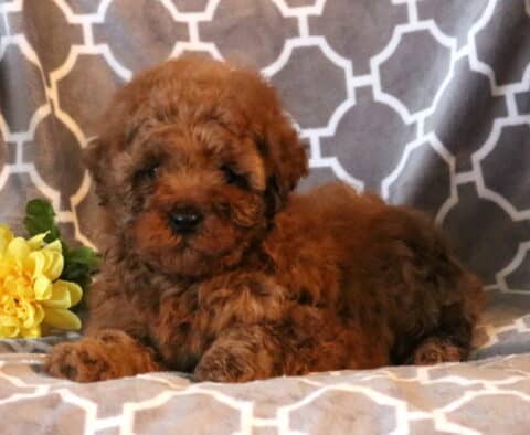 Ruby Mini Poodle2