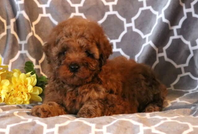 Ruby Mini Poodle2 image