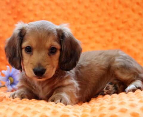 Rufus Mini Dachshund