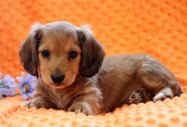 Rufus Mini Dachshund image