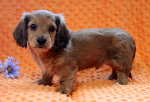 Rufus Mini Dachshund2 image