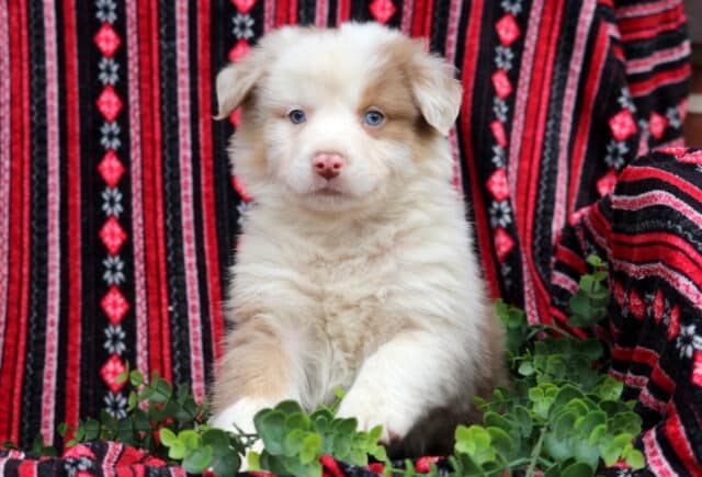 Fluffy blue-eyed Australian Shepherd puppy with cream and red merle coloring sitting on a red patterned blanket with green plants, alert and curious expression image