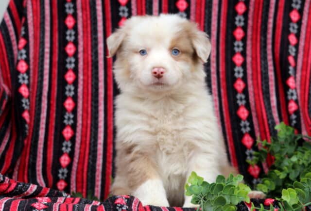 Blue-eyed Australian Shepherd puppy with fluffy cream and light red merle coat sitting upright on a red patterned blanket with green foliage, calm and attentive pose image