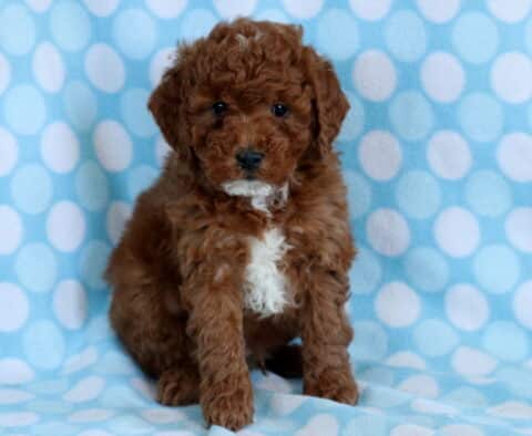 Cavapoo puppy sitting on a blue polka dot blanket with curly coat, floppy ears, and a small white chest patch