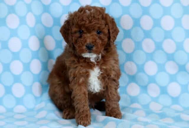 Cavapoo puppy sitting on a blue polka dot blanket with curly coat, floppy ears, and a small white chest patch image