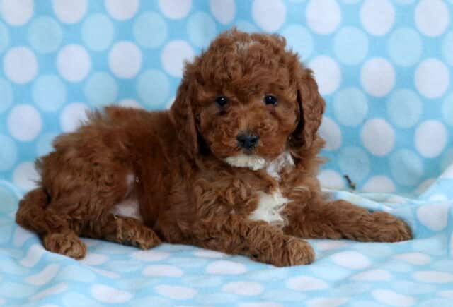 Ryan Cavapoo2 image