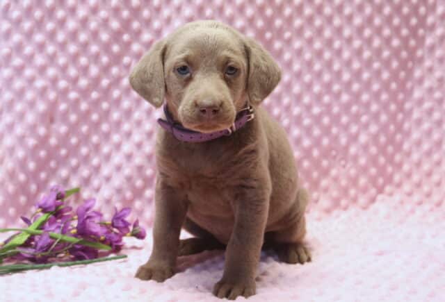 Silver Labrador Retriever puppy sitting upright on a pink dimpled blanket, wearing a purple collar, with soft gray-brown fur, floppy ears, and gentle blue-gray eyes, photographed in a studio setting with purple flowers nearby. image