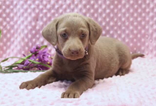 Silver Labrador Retriever puppy lying down on a pink textured blanket, wearing a purple collar, with soft silver-gray fur, floppy ears, and calm blue-gray eyes, posed beside a small cluster of purple flowers in a studio-style photo. image