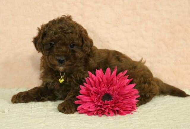 Red Toy Poodle puppy lying down with a pink flower, featuring a curly coat and sweet expression, studio photographed on a soft neutral background image