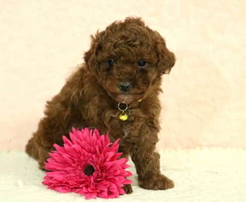Red Toy Poodle puppy sitting beside a bright pink flower, wearing a small gold bell collar, with a curly coat and gentle expression on a soft studio backdrop