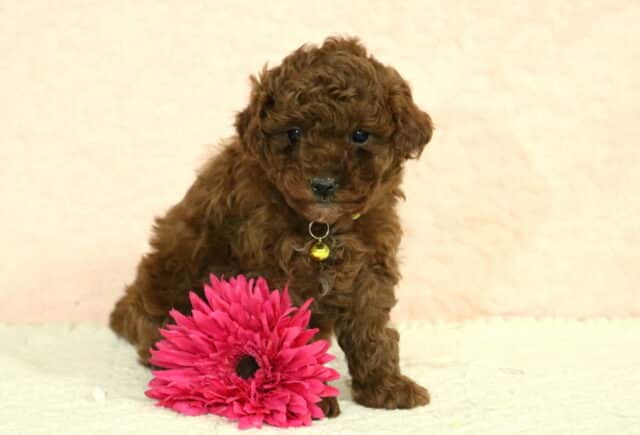 Red Toy Poodle puppy sitting beside a bright pink flower, wearing a small gold bell collar, with a curly coat and gentle expression on a soft studio backdrop image