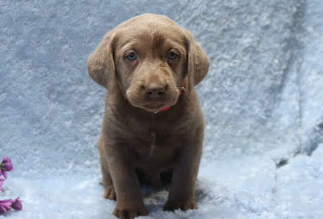 Silver Labrador Retriever puppy standing on a soft light blue blanket, featuring a solid silver-gray coat, floppy ears, gentle blue-gray eyes, and a small red collar, with subtle purple flowers off to the side. image