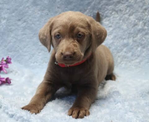 Silver Labrador Retriever puppy lying on a plush light blue blanket, showing a smooth silver-gray coat, soft floppy ears, calm blue-gray eyes, and a bright red collar, with small purple flowers placed beside the puppy.