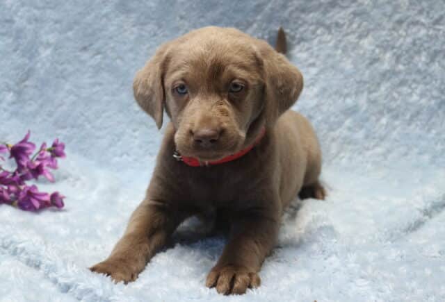 Silver Labrador Retriever puppy lying on a plush light blue blanket, showing a smooth silver-gray coat, soft floppy ears, calm blue-gray eyes, and a bright red collar, with small purple flowers placed beside the puppy. image