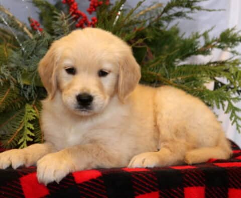 Sam Golden Retriever