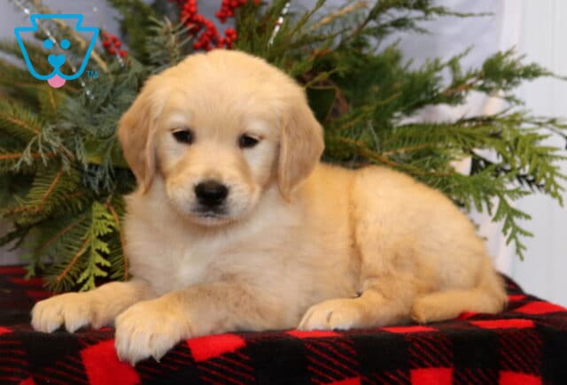 Cream-colored Golden Retriever puppy lying on a red and black buffalo plaid blanket with festive evergreen branches and red berries in the background. image