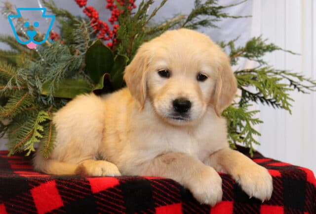 Fluffy light-golden Golden Retriever puppy resting with its front paws extended on a red and black plaid blanket, posed in front of evergreen branches and red holiday berries. image