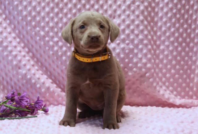 Silver Labrador Retriever puppy sitting upright on a soft pink dimpled blanket, wearing a yellow collar, with a smooth silver-gray coat, floppy ears, and gentle blue-gray eyes, posed in a cozy studio setup with purple flowers. image