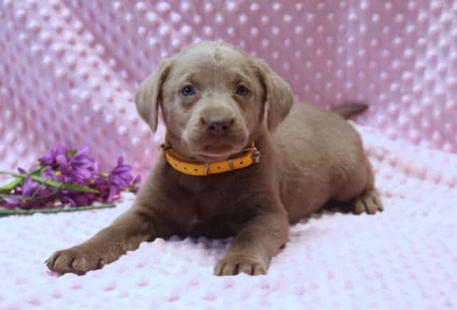 Silver Labrador Retriever puppy lying on a pink dimpled blanket, wearing a yellow collar, with a soft silver-gray coat, floppy ears, and calm blue-gray eyes, photographed in a cozy studio setting with purple flowers beside the puppy. image