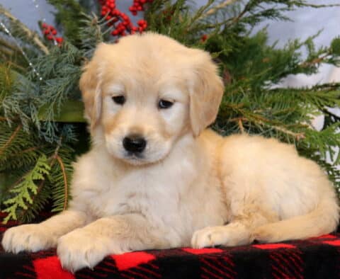 Samson Golden Retriever