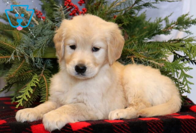 Light golden Golden Retriever puppy resting on a red-and-black plaid blanket, surrounded by evergreen branches and festive holiday greenery. image