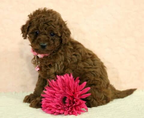 Toy Poodle puppy with a red curly coat sitting beside a bright pink flower, wearing a pink collar with a bell, photographed on a soft cream studio background