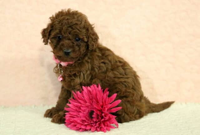 Toy Poodle puppy with a red curly coat sitting beside a bright pink flower, wearing a pink collar with a bell, photographed on a soft cream studio background image