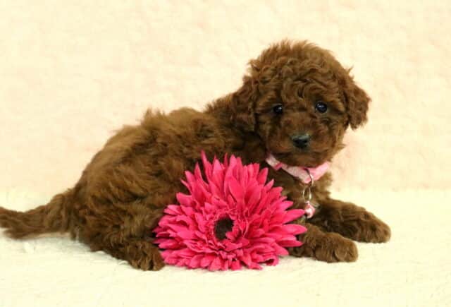 Toy Poodle puppy with a deep red curly coat lying beside a bright pink flower, wearing a pink collar with a bell, posed on a soft cream studio backdrop image