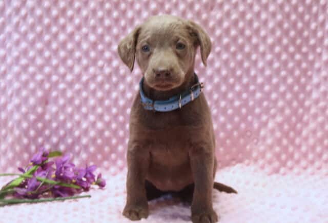 Silver Labrador Retriever puppy sitting upright on a pink textured blanket, wearing a light blue collar, with a soft gray coat, floppy ears, and gentle blue-gray eyes, photographed in a studio setting with purple flowers to the side. image