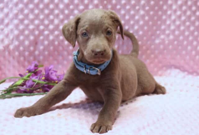 Silver Labrador Retriever puppy lying playfully on a pink textured blanket, wearing a light blue collar, with soft silver-gray fur, floppy ears, and bright blue-gray eyes, posed in a studio setting with purple flowers beside the puppy. image